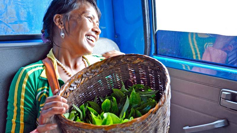 Independent Tea Farmer's Happy Harvest