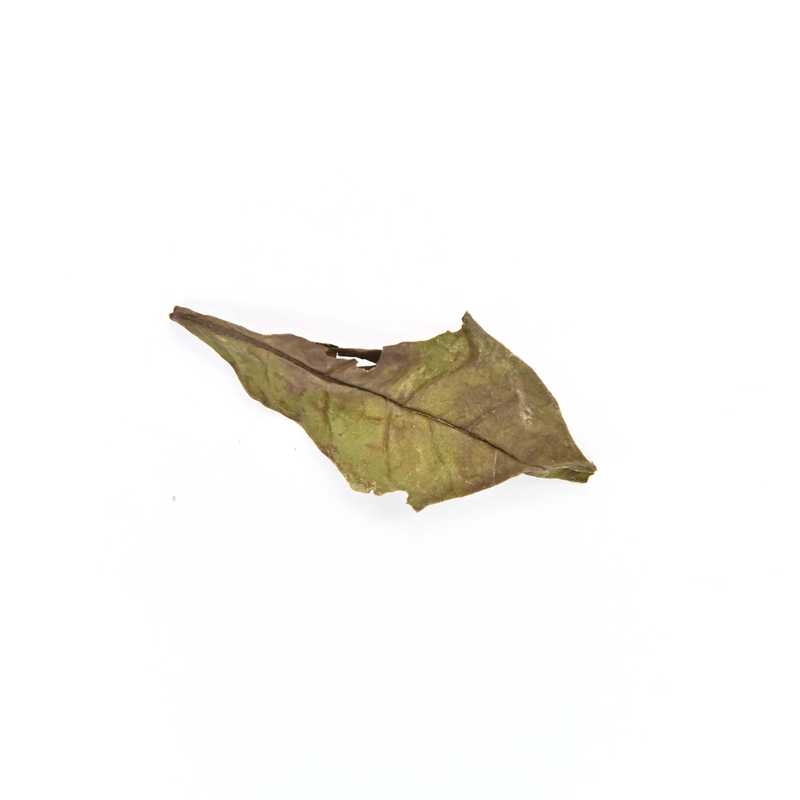 Wild Old Tree White Tea leaf