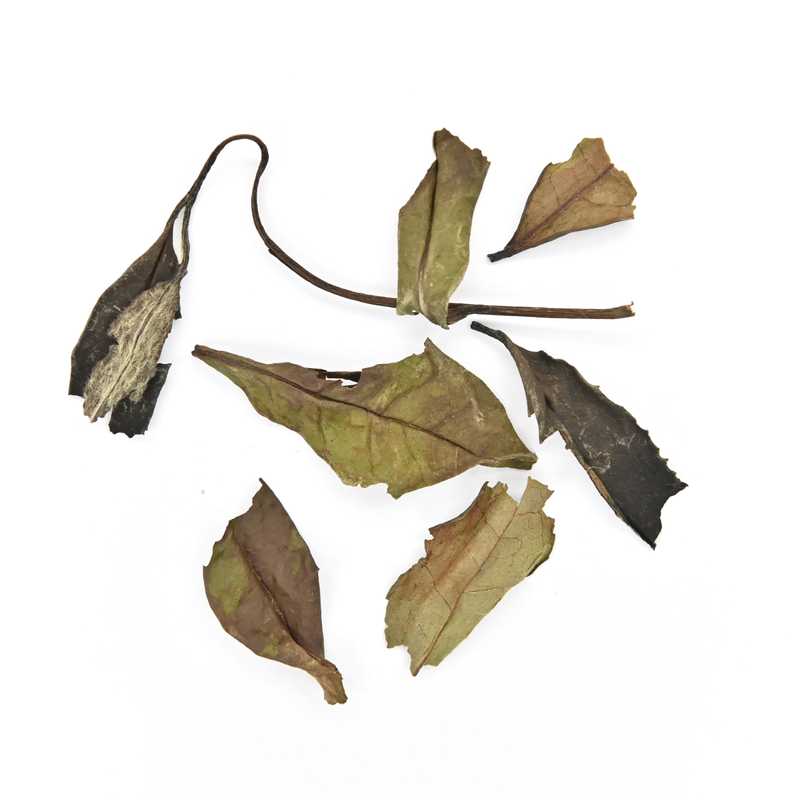 Wild Old Tree White Tea leaves