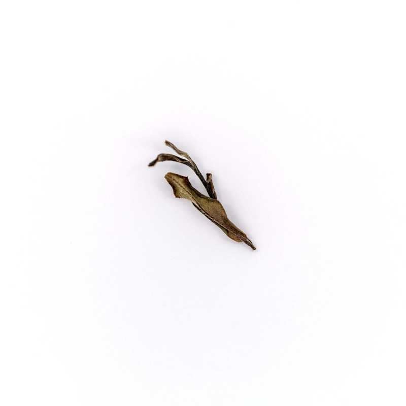 Element Series - Narcissus White Tea leaf